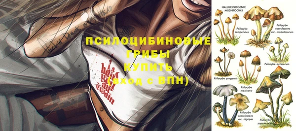 стаф Касимов