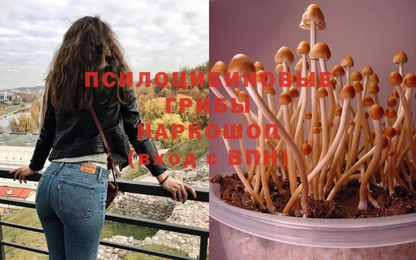 стаф Касимов
